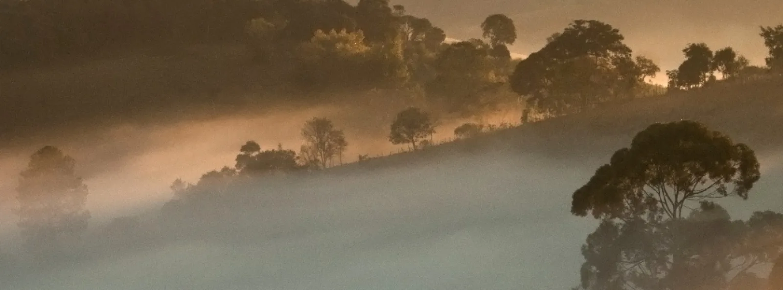 Neblina e araucárias na Bocaina