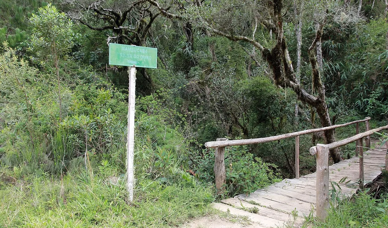 Trecho de caminho em meio à floresta da Bocaina