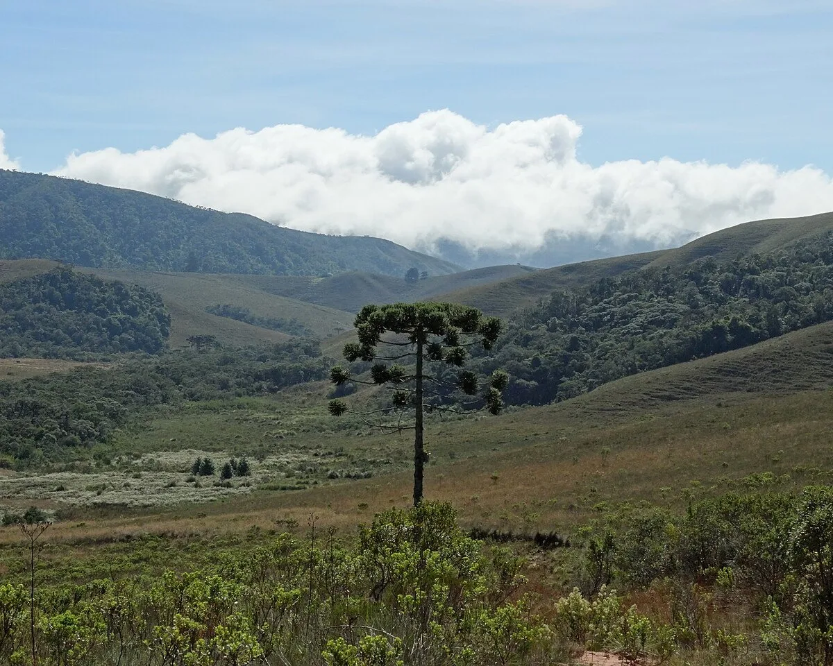Campos de altitude na Serra da Bocaina